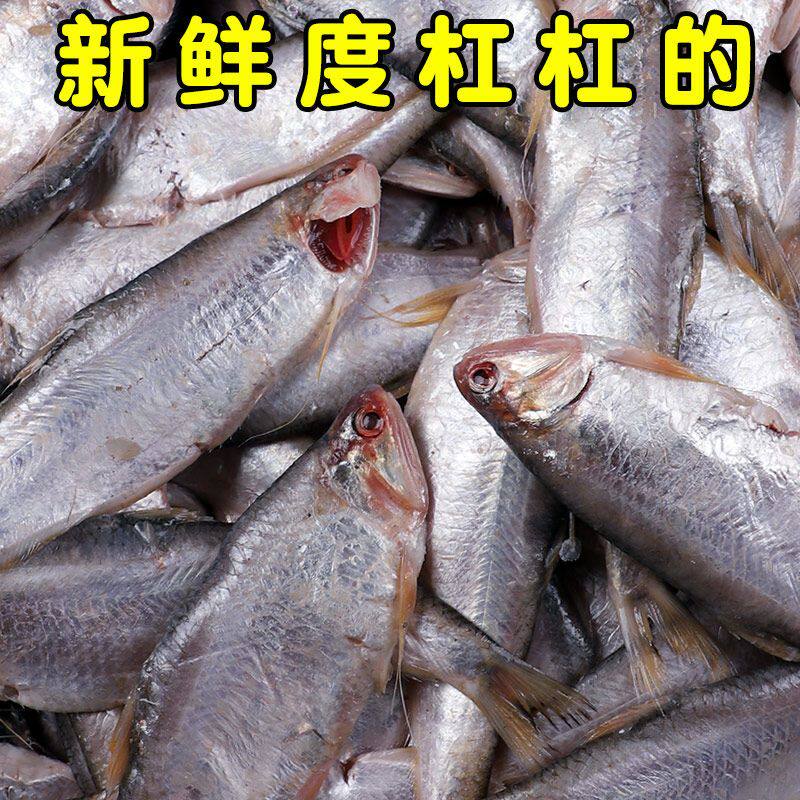 连云港赣榆特产新鲜黄鲫子鱼黄鲫鱼黄尖子海鲜油扣鱼5斤顺丰包邮