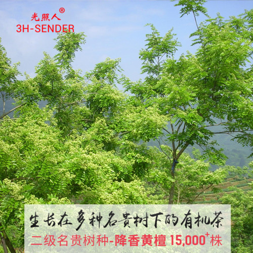 光照人有机茶碳焙铁观音浓香茶叶