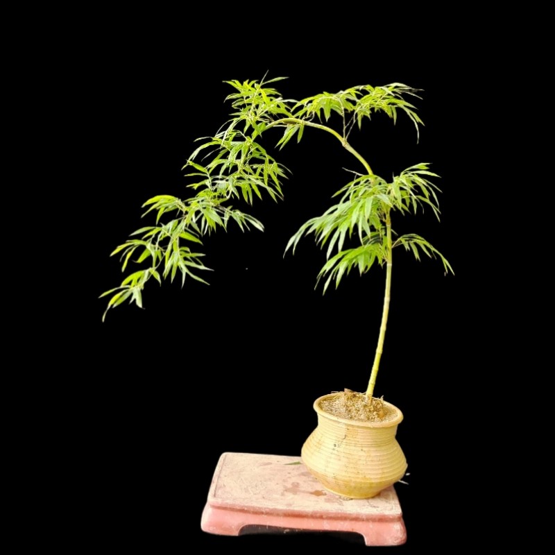 簕竹小品盆景禅意竹类盆栽阳台茶室好养小罗汉竹绿植一物一拍包邮