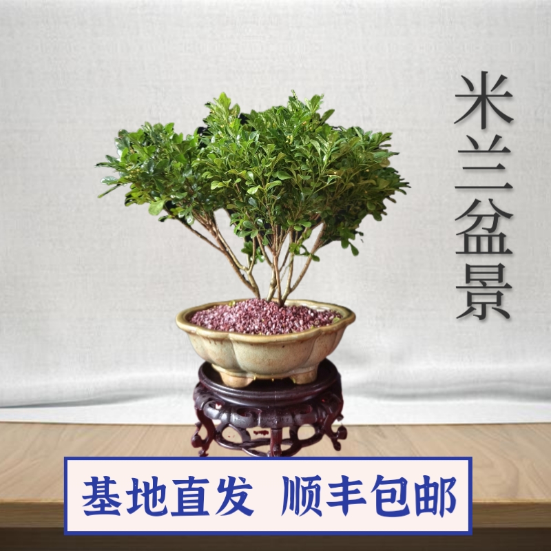 香水米兰花盆栽好养花卉绿植客厅米仔兰四季开花带花发货顺丰包邮