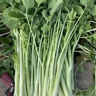 湖北广水土特产高杆白菜芯箭杆白菜苔打霜新鲜白菜种子白杆菜腌菜