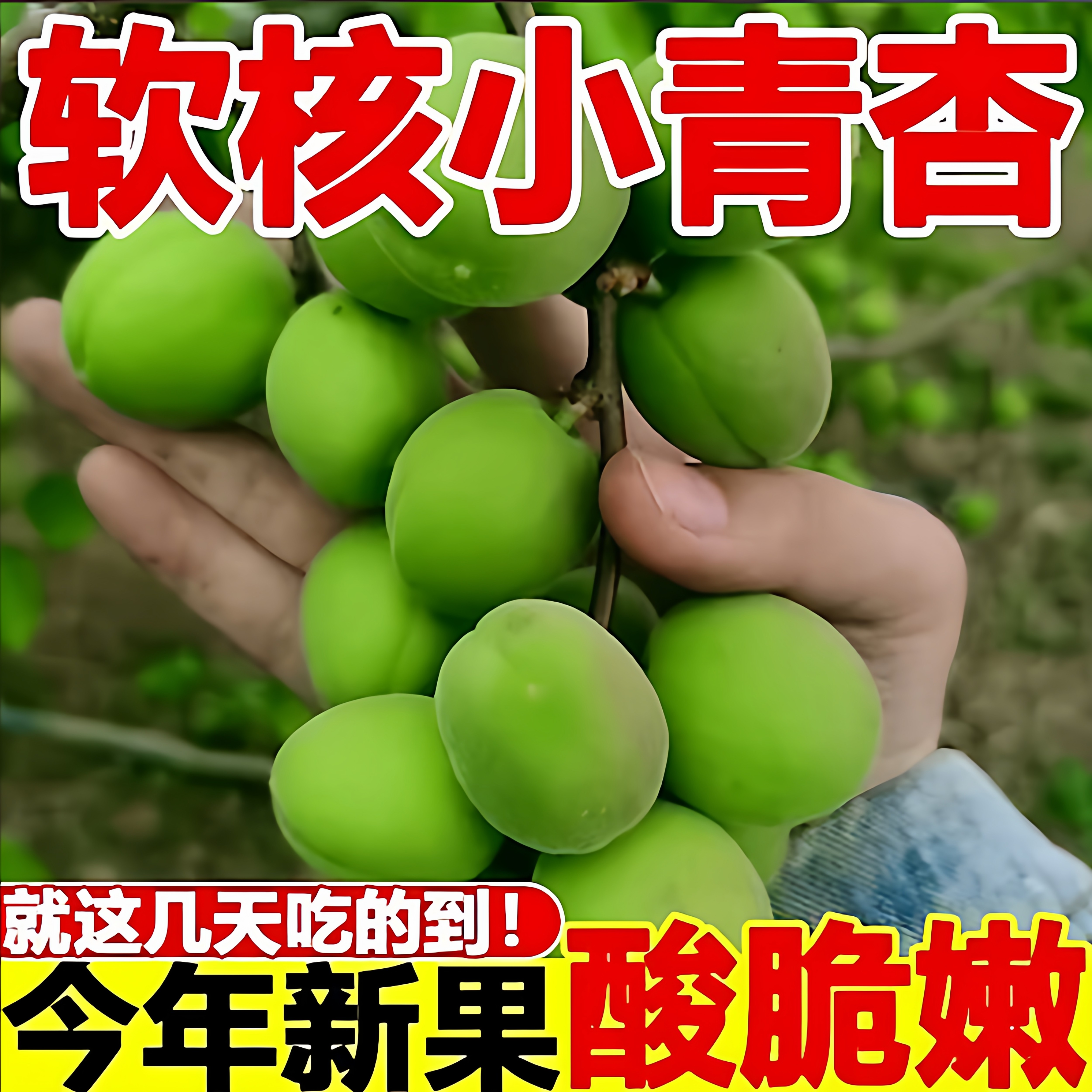 现摘杏子新鲜水果陕西大青杏应当季软核小青杏整箱黄农家酸杏包邮