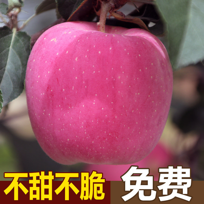 新鲜水果苹果甘肃静宁苹果当季整苹果