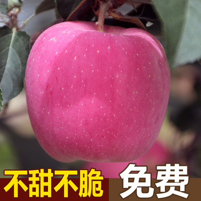 新鲜水果苹果甘肃静宁苹果当季整箱脆甜红富士平果带箱10斤包邮