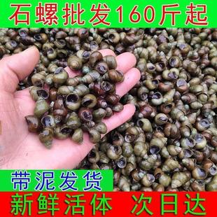 顺丰快递田螺鲜活打窝石螺稻田养殖种螺青鱼饵料苗活体现捞新鲜苗