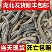 湖北特产生鲜顺丰快递生鲜野生青蚯蚓黑蚯蚓鲜活鱼饵钓鱼地龙钓黄