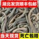 湖北特产生鲜顺丰快递生鲜野生青蚯蚓黑蚯蚓鲜活鱼饵钓鱼地龙钓黄