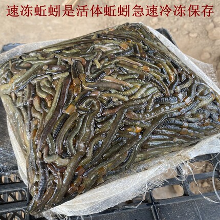 湖北特产生鲜湖北速冻活体青蚯蚓钓黄鳝钓鱼黑蚯蚓特大冰蚯蚓养殖