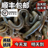 湖北特产生鲜顺丰快递生鲜活体青蚯蚓鲜活黑蚯蚓钓黄鳝松土特大臭