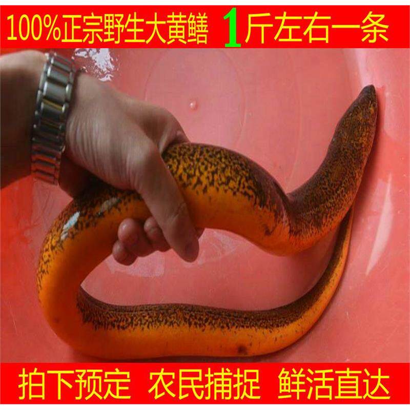 顺丰 湖北正宗土黄鳝鱼活体一 淡水鱼类