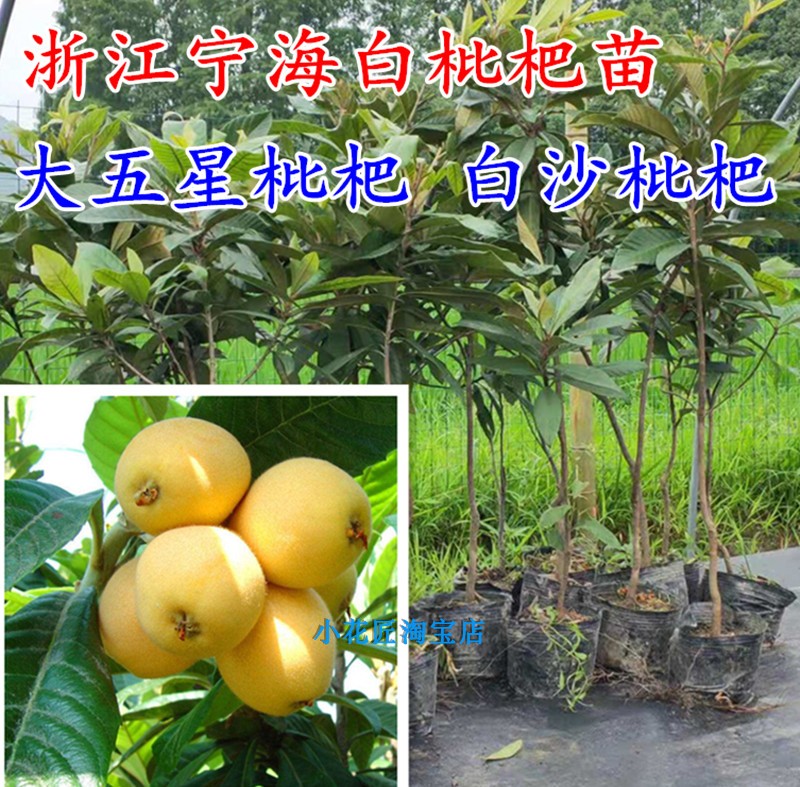浙江宁海白枇杷树苗白玉结果苗