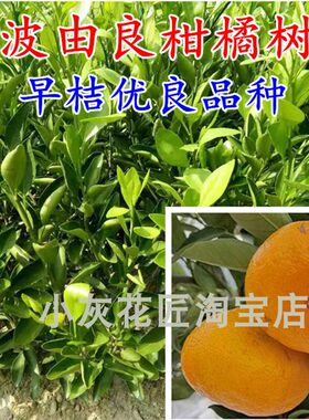 新品种浙江宁波早熟高糖柑桔苗