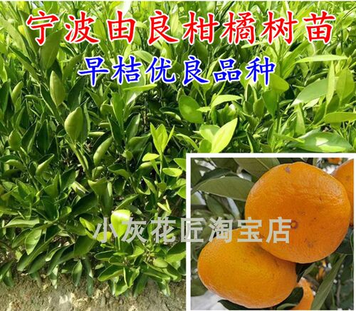 新品种浙江宁波早熟高糖柑桔苗
