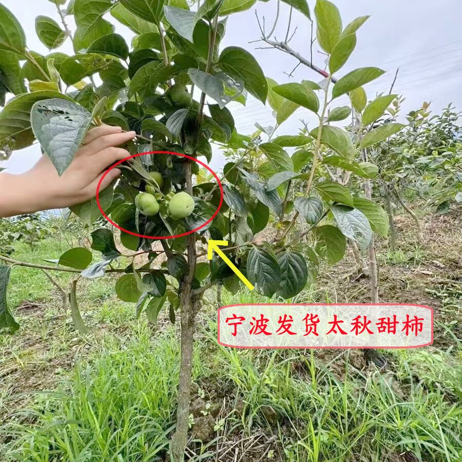 自然脱涩太秋甜柿子果树苗带果盆栽太秋脆柿树苗精品太秋嫁接苗