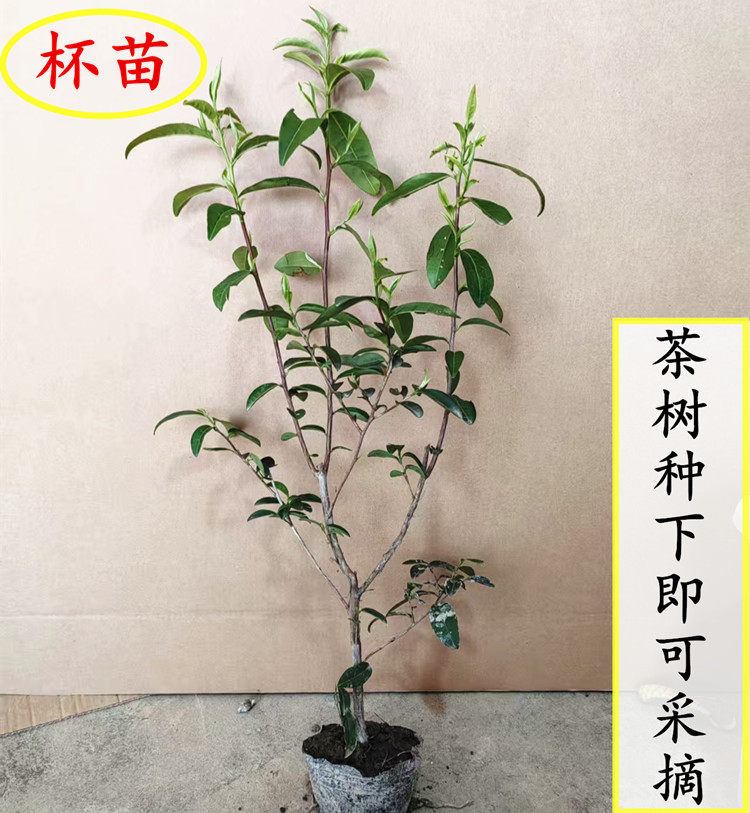 盆栽西湖龙井群体种茶叶树苗 含盆带土洞庭碧螺春铁观音绿茶苗