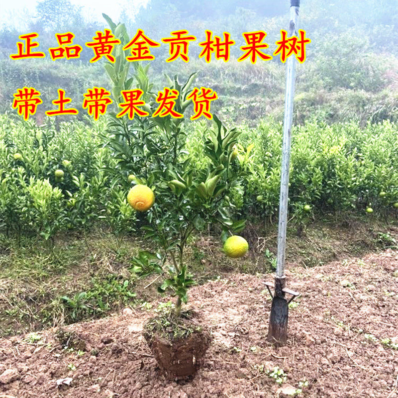 带果带土宁波春香柚结果大苗 盆栽黄金贡柑树苗 象山青果树苗