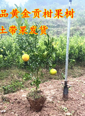 浙江盆栽天然水果树苗