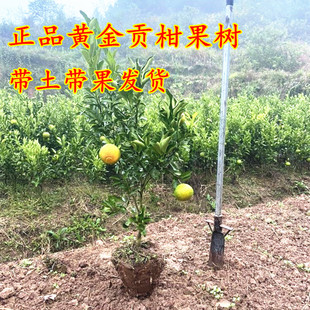 带果带土宁波春香柚结果大苗 盆栽黄金贡柑树苗 象山青果树苗