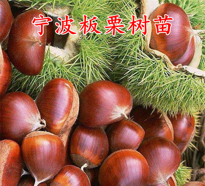 浙江盆栽板栗树苗满38元包邮