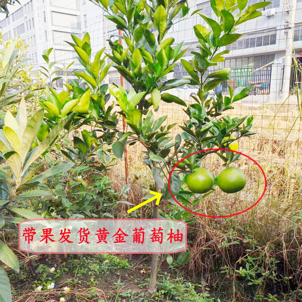 带果带土宁波发货黄金葡萄柚果树苗 台湾葡萄柚精品嫁接苗