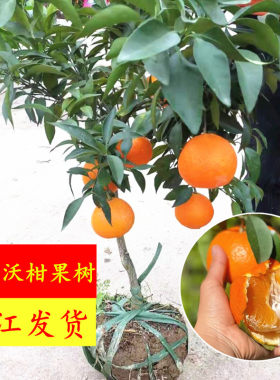 现挖宁波晚熟庭院桔子无核沃柑