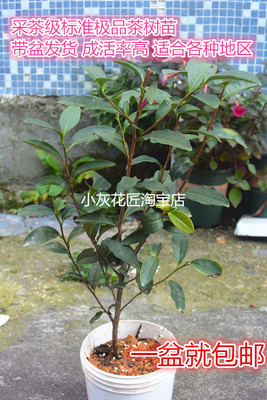 浙江西湖茶苗原土发货多送