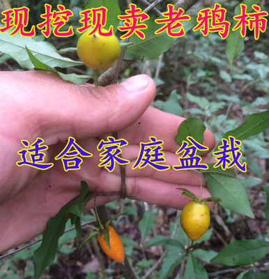 庭院现挖现卖庭院盆栽水果柿树苗