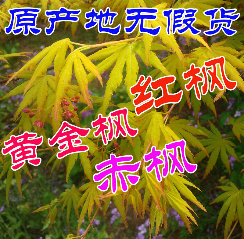 浙江四季红枫苗珊瑚阁 日本红枫赤枫苗黄金枫苗常年红枫树苗