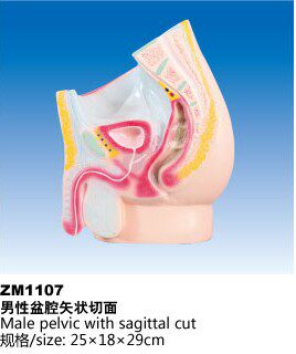 ZM1107男性盆腔矢状切解剖模型