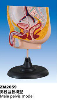 ZM2059男性盆腔模型