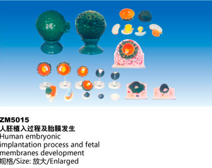 ZM5015人胚植入过程及胎膜发生解剖模型