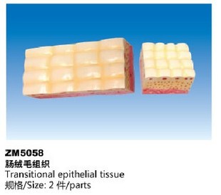 ZM5058肠绒毛组织解剖模型
