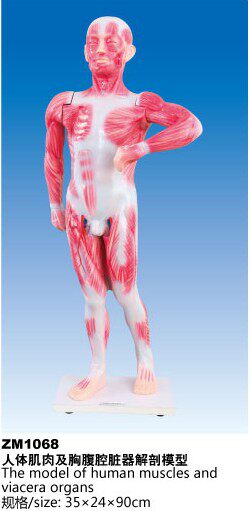 ZM1068人体肌肉及胸腹腔脏器解剖模型