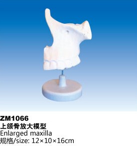 ZM1066 上颌骨放大模型