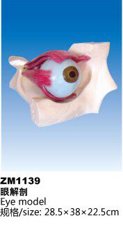 ZM1139眼解剖
