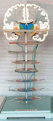 ZM1209听视觉传导路解剖模型