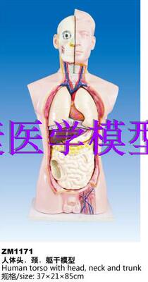 ZM1171人体头.颈.躯干解剖模型