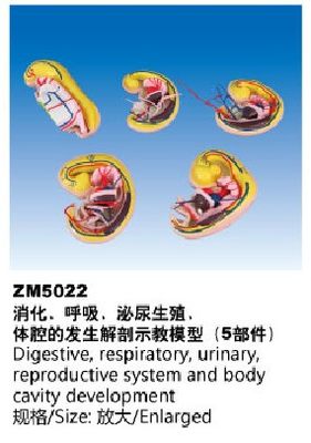ZM5022消化，呼吸，泌尿生殖、体腔的发生解剖示教模型(5部件）