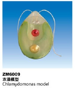 ZM6009衣藻解剖模型