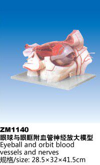 ZM1140眼球与眼眶附血管神经放大解剖模型