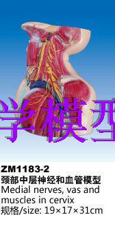 ZM1183-2颈部中层神经和血管解剖模型