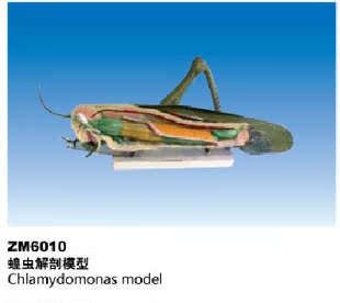 ZM6010蝗虫解剖模型
