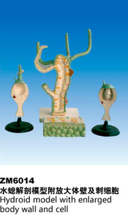 ZM6014水螅解剖模型附放大体壁及刺细胞