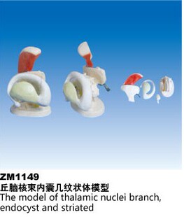 ZM1149丘脑核束内囊几纹状体模型
