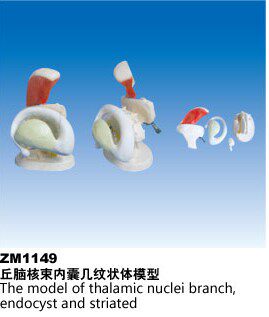 ZM1149丘脑核束内囊几纹状体模型