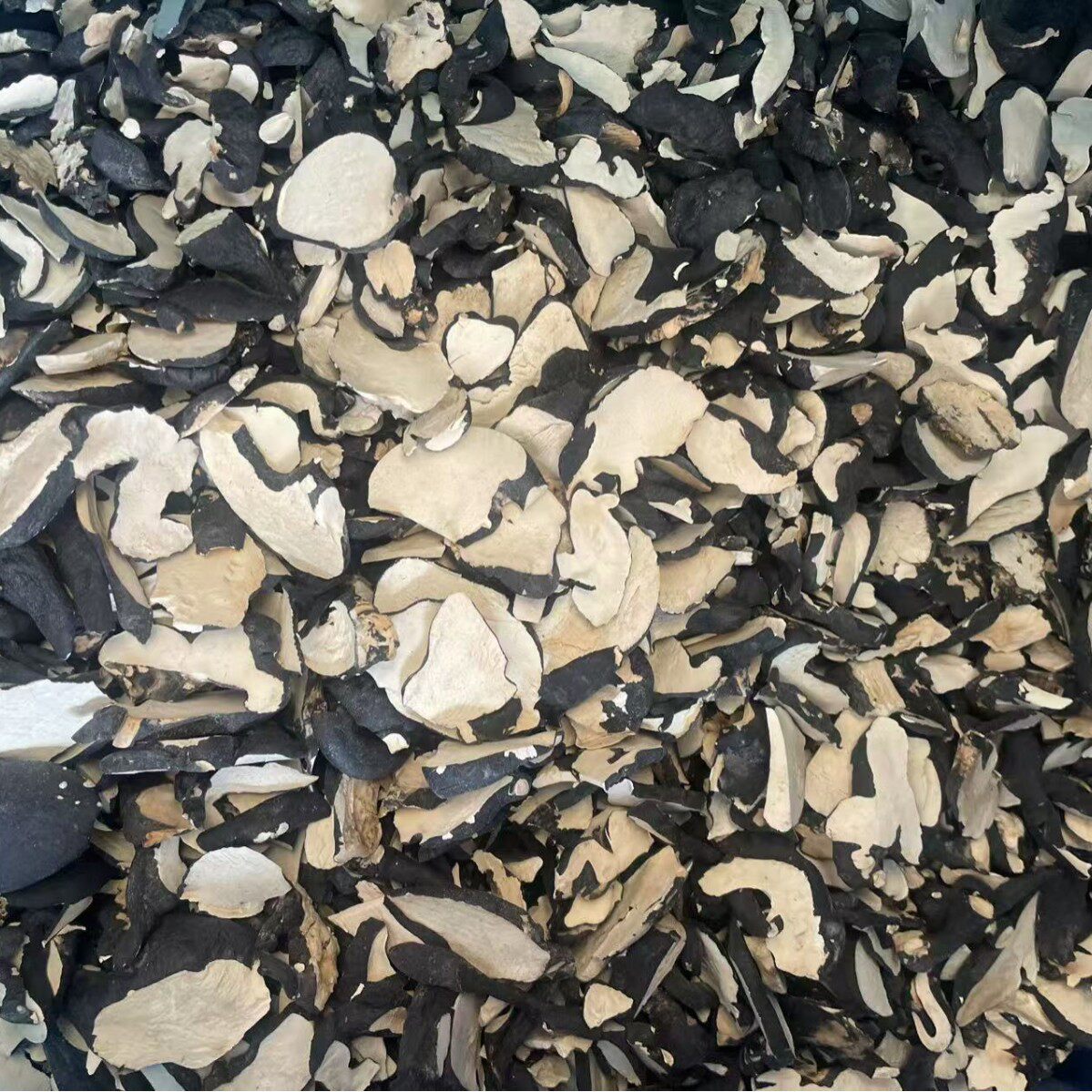 乌灵参野外生地乌金乌苓参