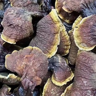 云南松杉灵芝大货云南野外生长灵芝白肉灵芝白心白肉菌香味浓