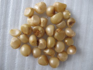 产地君子兰种子直销君立板圆头宽叶和尚元宝油匠虎头保真绿植