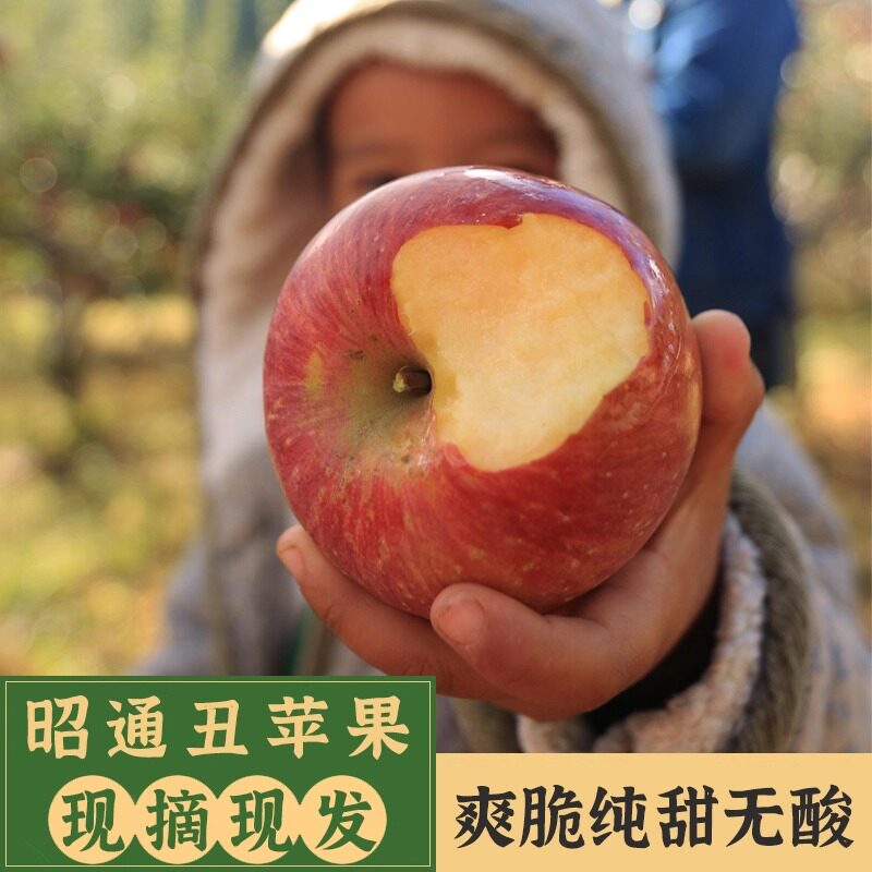 云南正宗一级昭通高山冰糖心野生丑苹果新鲜10斤基地直销整箱包邮