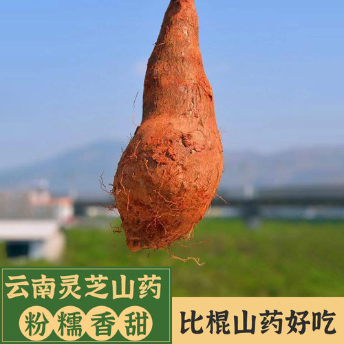 [小二推荐]新鲜山药回购率第一名
